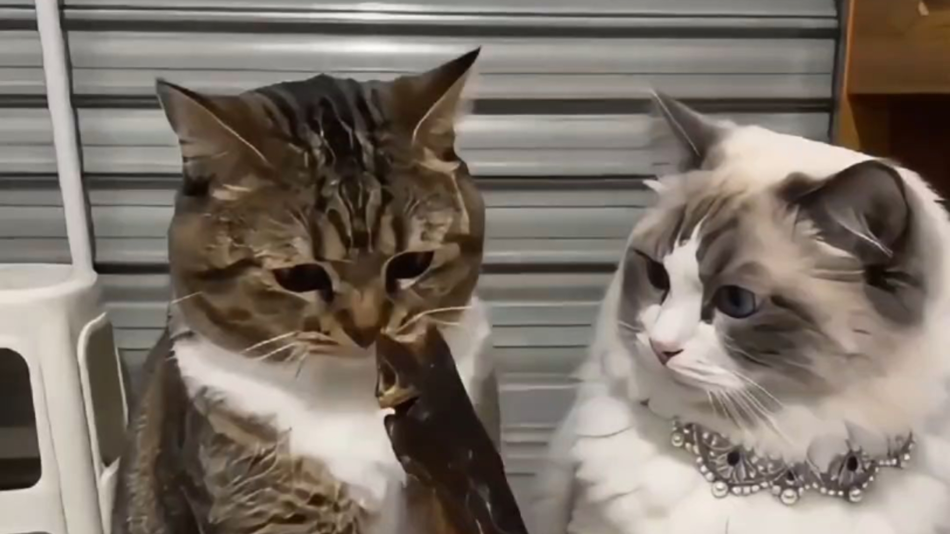这鱼干吃了会头疼！猫咪的吐槽