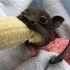 被救回来的小蝙蝠竟然喜欢吃香蕉，可爱到懵圈，原来不止会吸血!