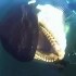 【海洋胖达】超凶！虎鲸向撸鲸者展示自己牙口