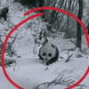 野生大熊猫妈妈带4个月大的幼崽雪地遛弯，被红外像机拍到