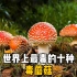 世界上最毒的十种毒蘑菇，你见过几种？