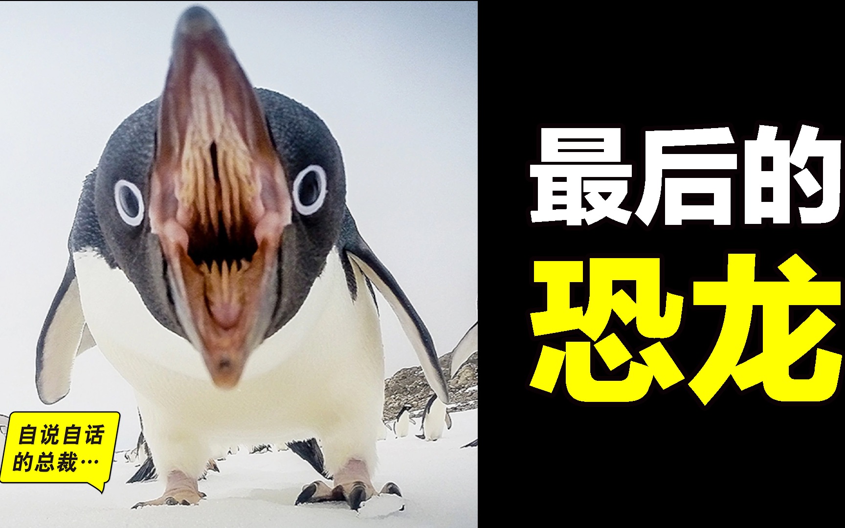 企鹅：最后的恐龙，飞翔、直立之谜，神奇大鸟击碎三观、征服南极