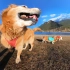 9岁金毛的第一次旅行，带3只狗去丽江看玉龙雪山