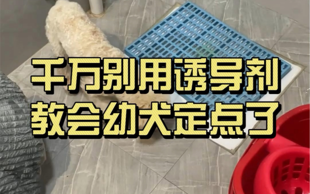 千万别用诱导剂教会幼犬定点了