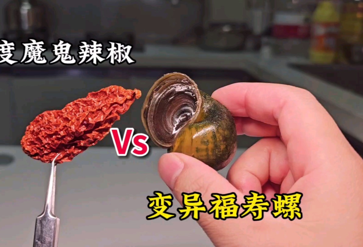 世界上最辣的印度“魔鬼辣椒”喂给福寿螺吃！会发生什么？