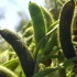 【植物世界】大豆、野大豆（1080p）