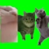 猫猫绿幕素材（无水印）