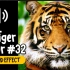 老虎 #32 吼叫 叫声 动物 音效 (HQ)