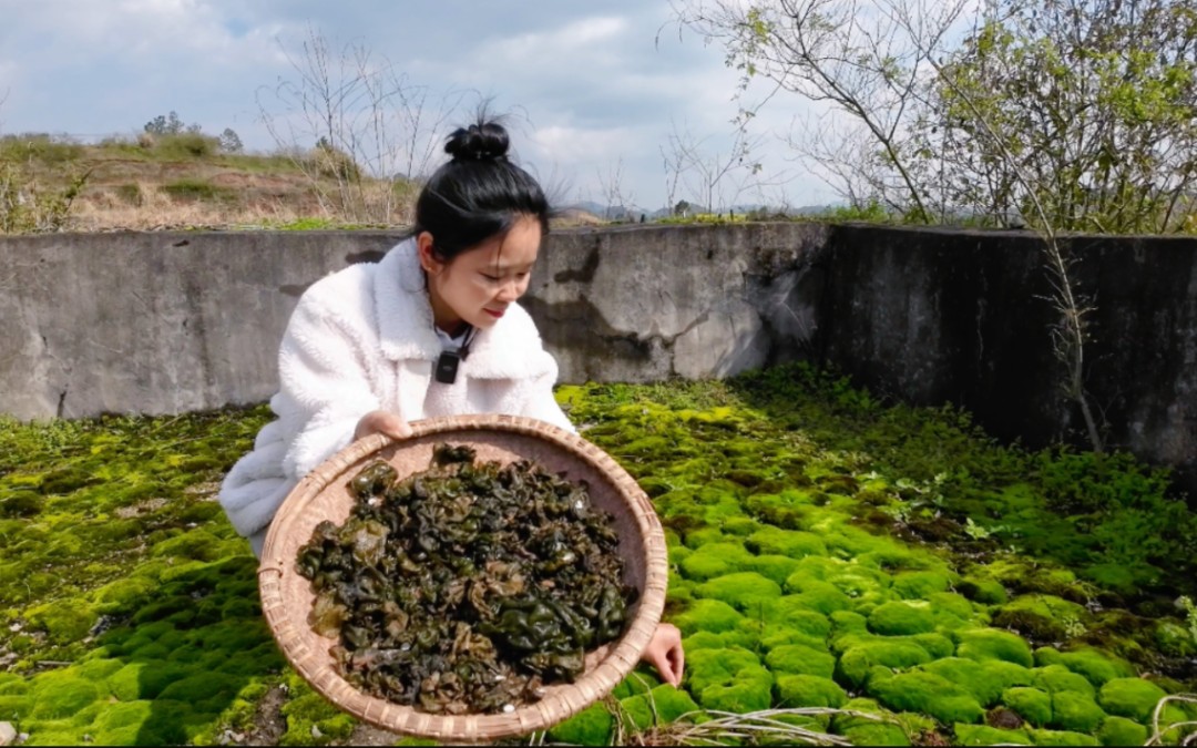 雨后的地皮菜根本捡不完，简单烹饪就非常美味，波哥多吃了一碗米饭