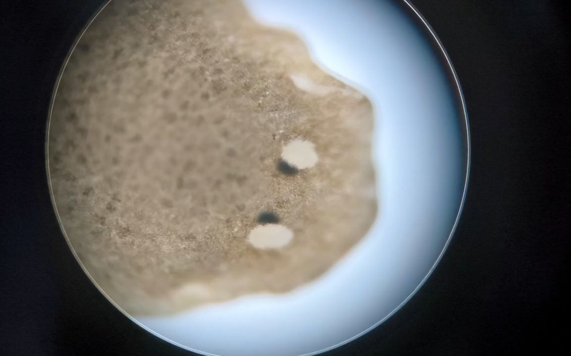 显微镜下涡虫的运动以及对眼点的观察