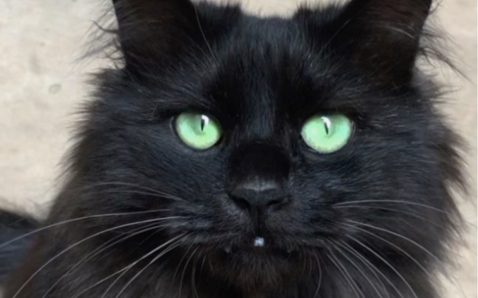 直视我！绿眼睛长毛黑猫