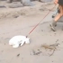 【萌宠视频】（纯搬运）猫：朕不想逛街