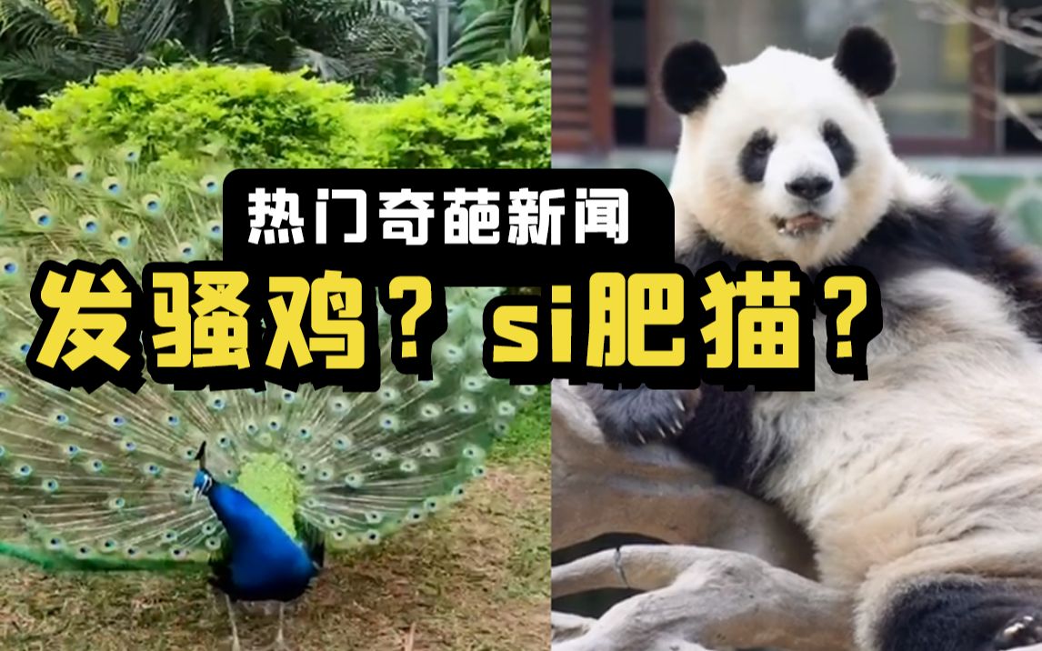 广州动物园四大天王，一个比一个烧？？