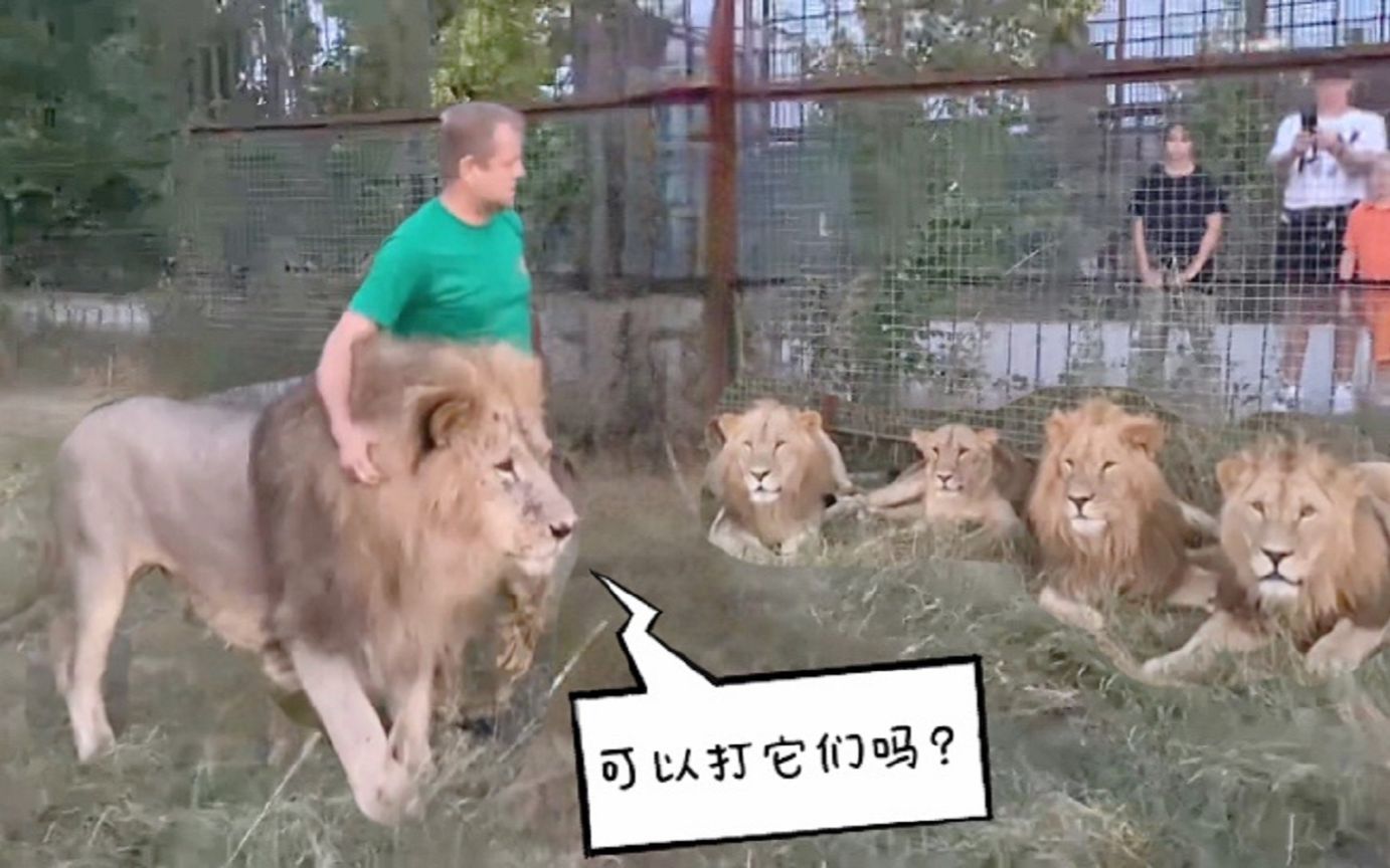 狮王奇克：我可以揍小狮子吗