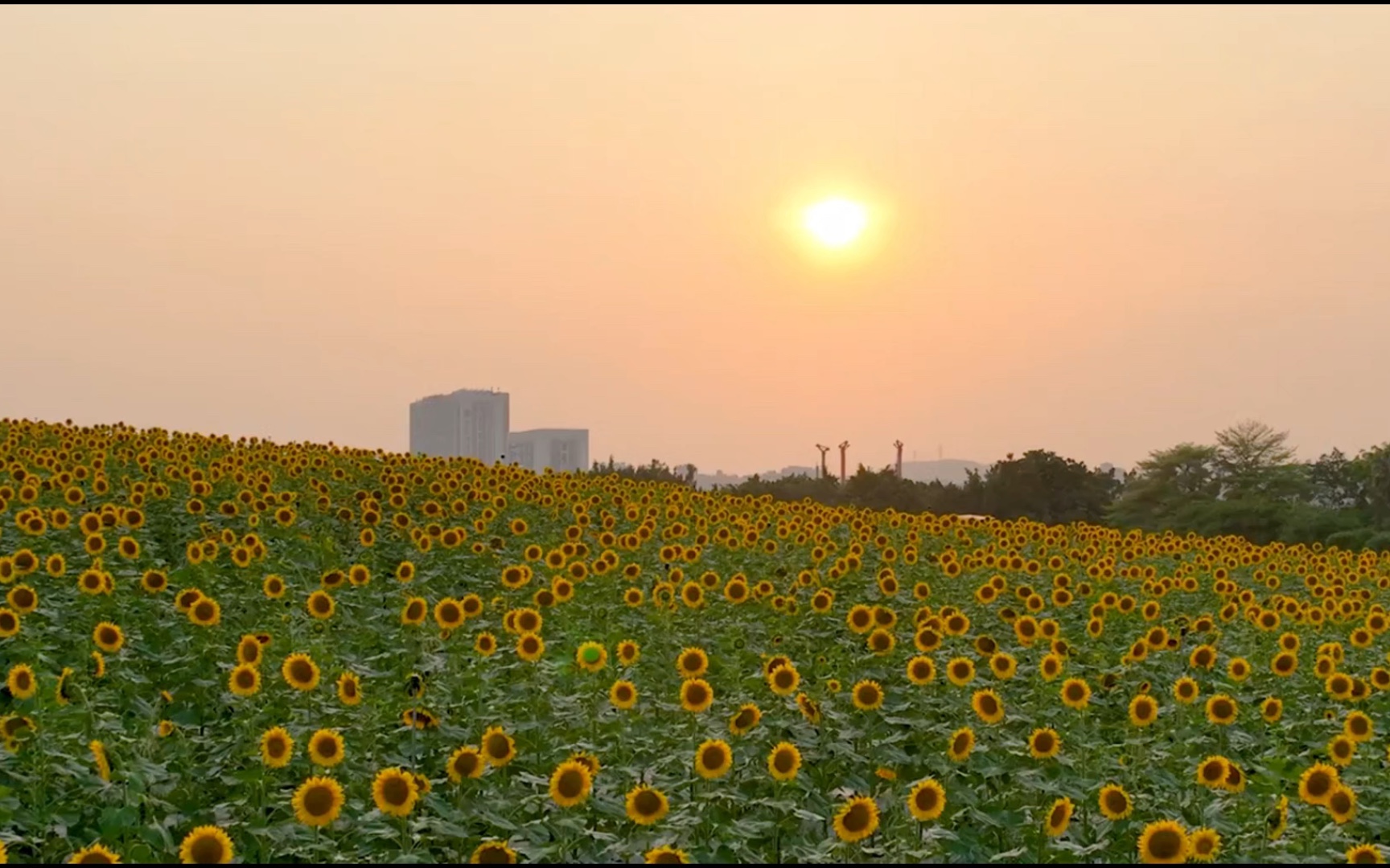 【空镜素材】盛夏如花，向阳不变