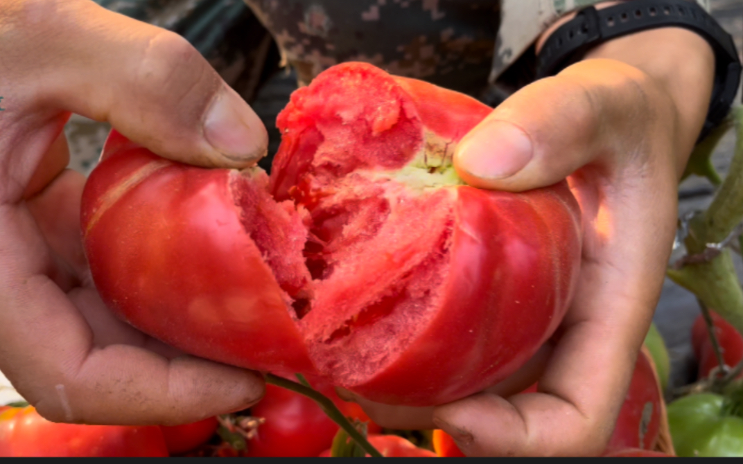 这可能是你们一直想吃的番茄～薄皮沙瓤多汁巨无霸