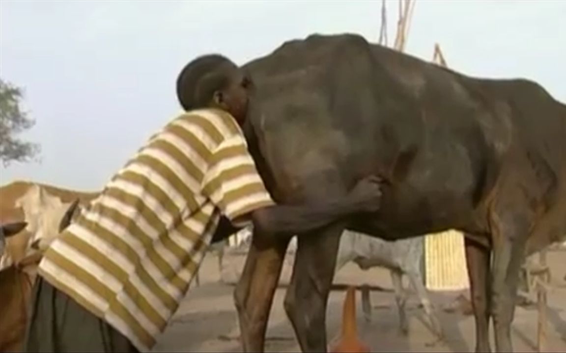 世界最奇葩职业,为提升奶量,非洲男子去"吹牛"