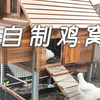 自己设计建造的鸡窝 很满意 城市屋顶休闲养鸡