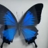【标本制作】 给大家分享一下蝴蝶标本制作全过程