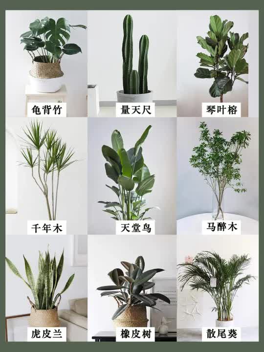 这 10 款居家绿植们能治愈你的家~🌿