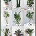 这 10 款居家绿植们能治愈你的家~?