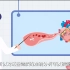 黄鹤楼动漫《心脑血管疾病真的可以预防吗？》MG动画视频