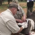 【保护动物】这头被盗猎者砍去角的犀牛活了下来