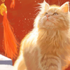 画一只城墙上晒着日光浴，走着猫步的小猫咪