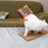 简单易学还实用，教你如何DIY猫抓板