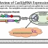如何设计gRNA用于CRISPR敲除系统。Designing gRNA Oligos