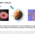 Chimeric antigen receptor T cells——CAR-T