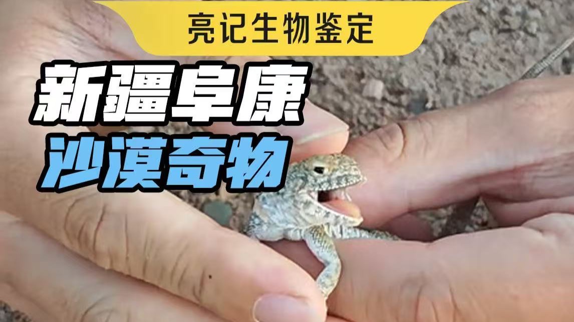 新疆沙漠里的复合香型蜣螂、自己拧自己的种子和中华漠王