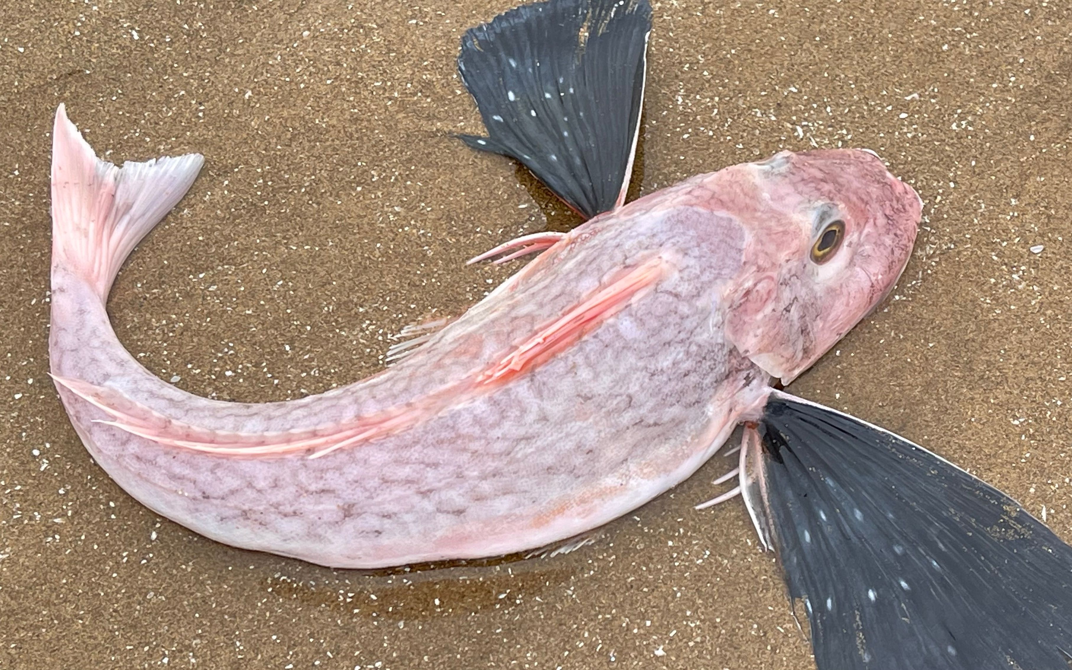 大庆赶海，挖出一只比手还长的完整大海葵，还有带翅膀的红头鱼