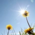 可商用视频素材之延时摄影花卉清晨阳光照射花朵开放唯美小雏菊伤感自然