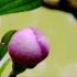 【原创】【延时摄影】每天来看一朵花开/桃金娘