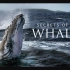 【国家地理频道】鲸鱼的秘密 全4集 1080P英语英字 Secrets Of The Whales