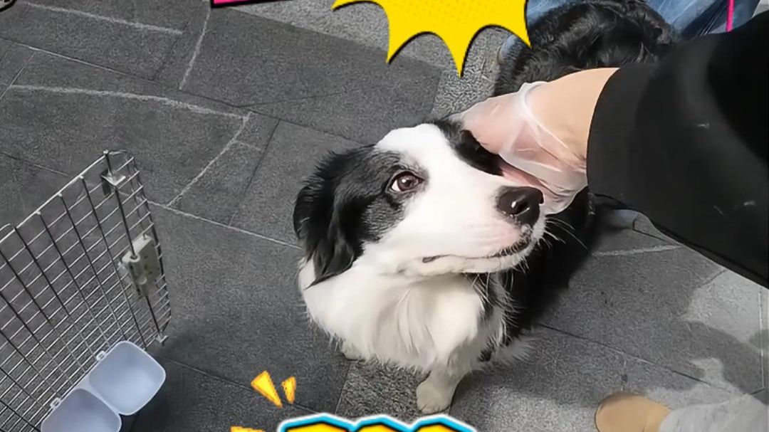 宠物托运：咦真是乖宝宝！