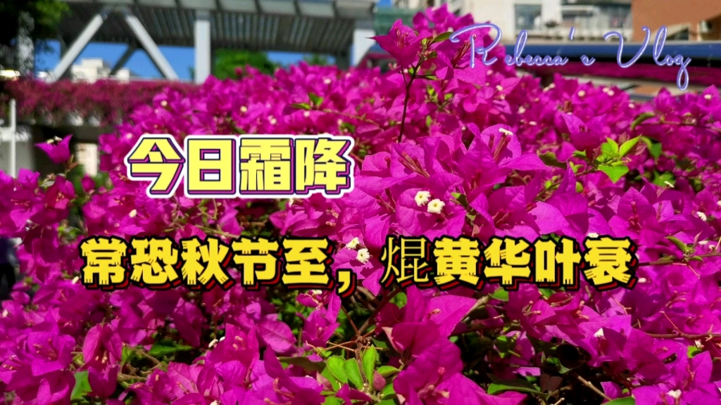 常恐秋节至,焜黄华叶衰