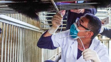 现场探秘“<em class="keyword">活熊取胆</em>”，真相让人意外，每天取一次，一分钟就完成