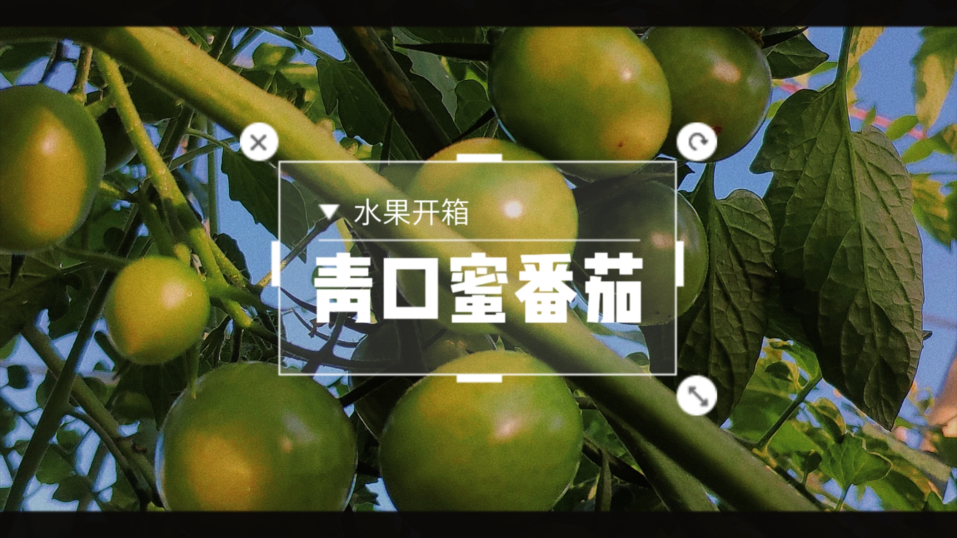 拼水果141︱青甜2号，也不怎么样啊～是品种的问题？还是店家不靠谱？