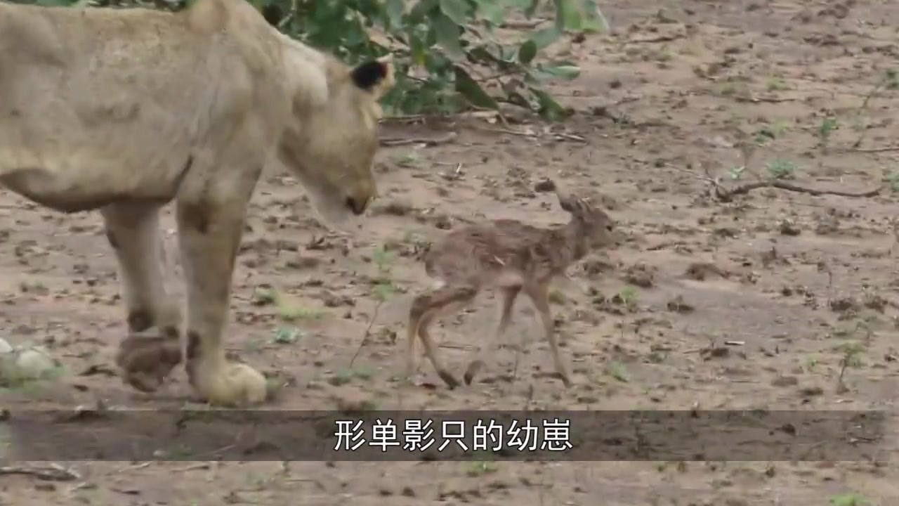 长颈鹿妈妈一回头，幼崽被吃成“空壳”，生存何其残酷！