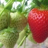 【延时摄影】你知道草莓是如何生长成熟的吗？