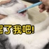 给猫咪刷牙，猫：忍一时越想越气，嗷呜！