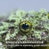 【中字】【Great Big Story】莫斯蛙 The Tiny Mossy Frog Clings for Surv