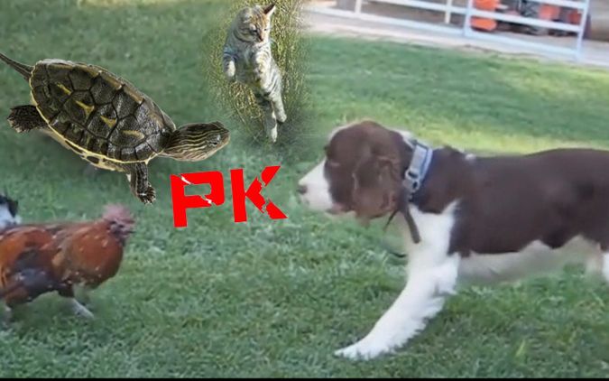 笑死不偿命 动物搞笑视频年终大盘点!谁是逗比届的冠军?