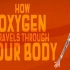 【TED科普】氧气通过人体的复杂过程（中英字幕）