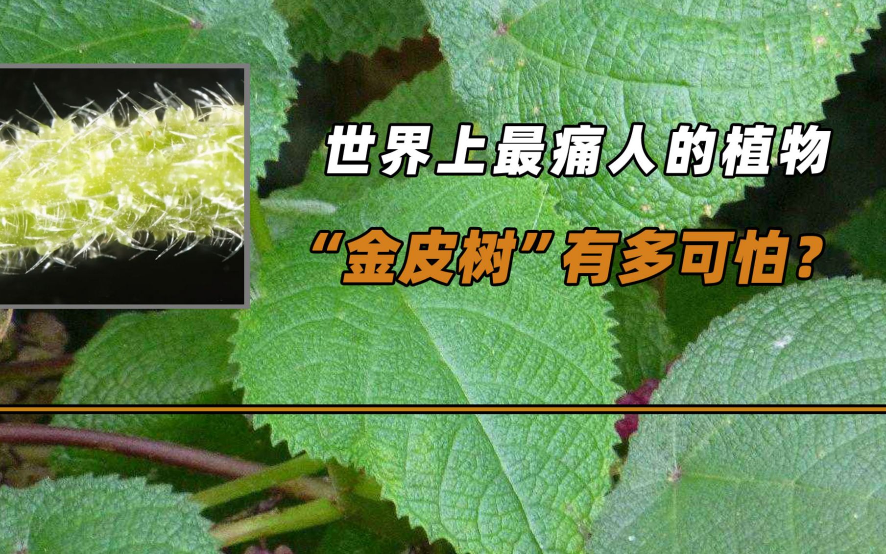 世界上最痛人的植物,杀伤力堪比生化武器"金皮树"有多可怕?