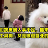孩子们跳皮筋人手不足，抓来萨摩耶当工具狗：又是被迫营业的一天