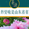 千年牡丹绽放齐鲁！山东人为何独宠它？看完震撼了