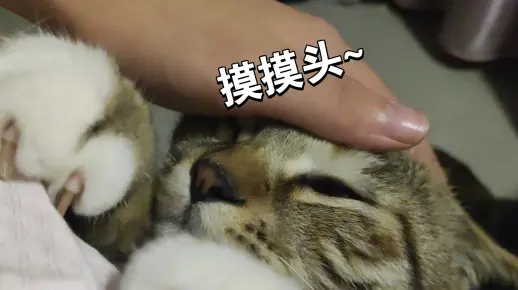 求摸摸的小伍肆~